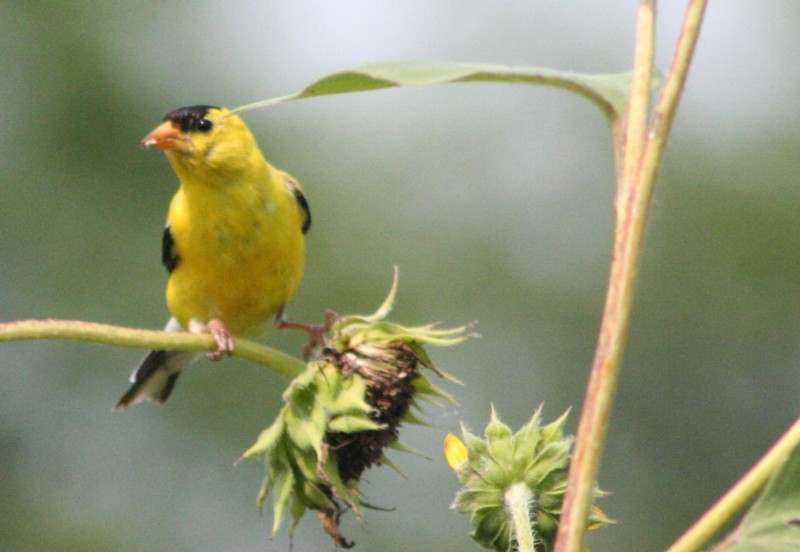 American goldfinch