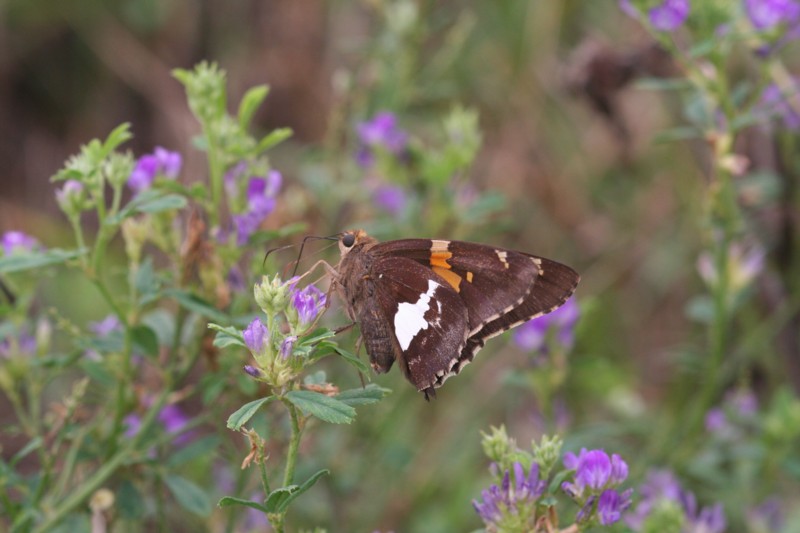 Silver Spotted Skipper
