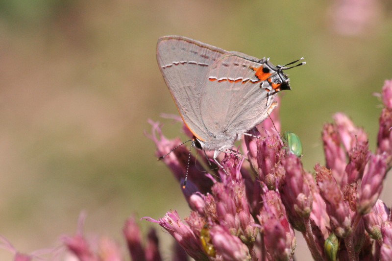 Gray Hairstreak