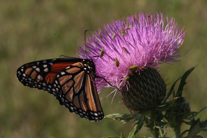 Monarch
