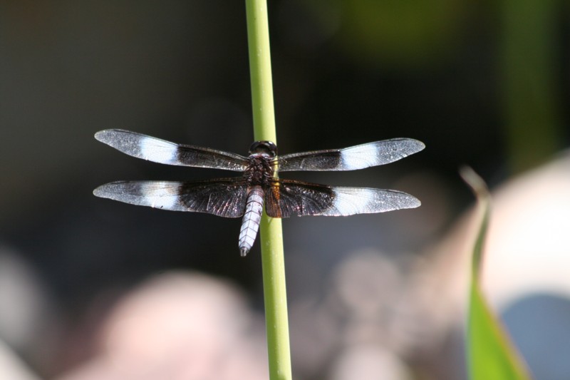 Widow Skimmer