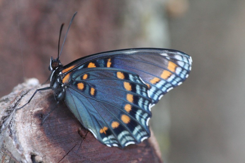 Red-spotted Purple Butterfly