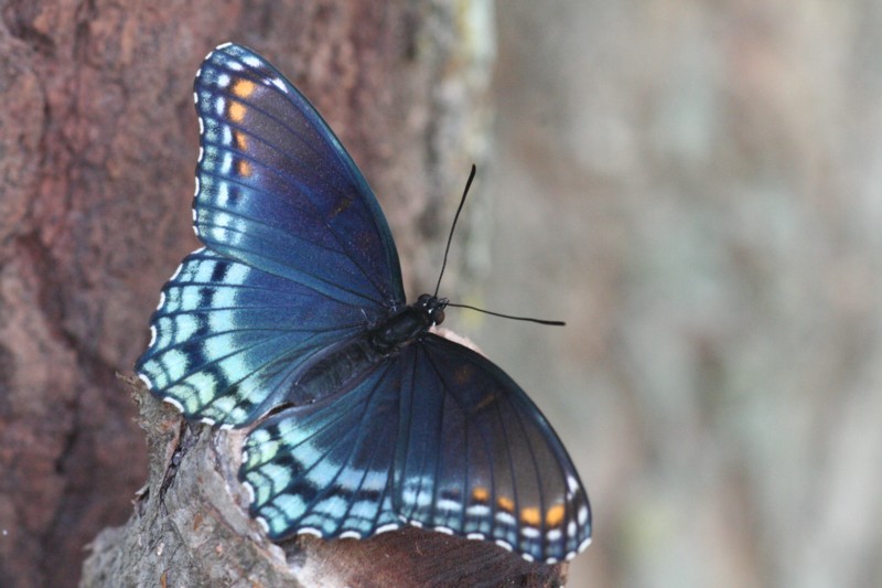 Red-spotted Purple Butterfly