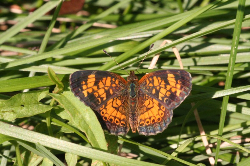 Pearl Crescent