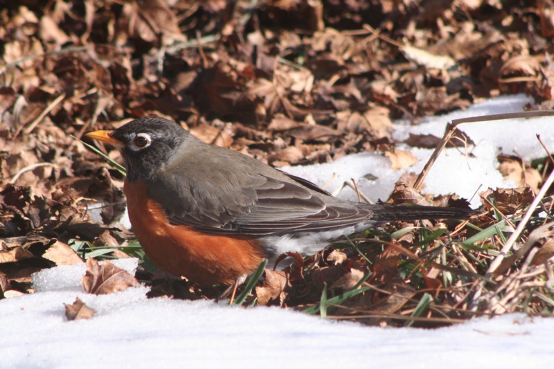 First Bird Picture of 2008