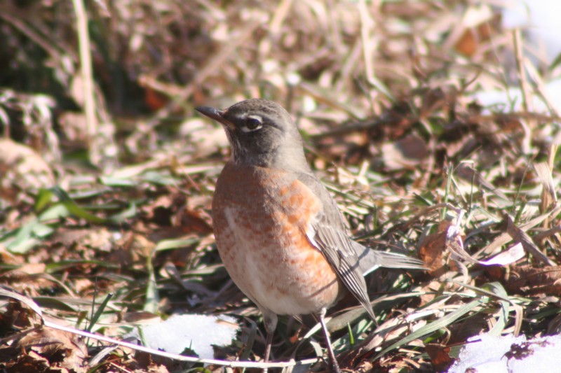 American Robin
