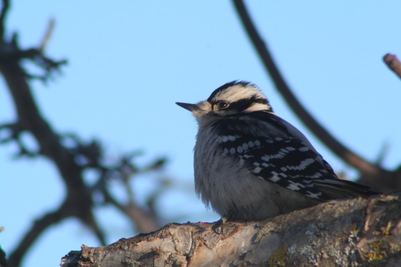 Downy Woodpecker (female)