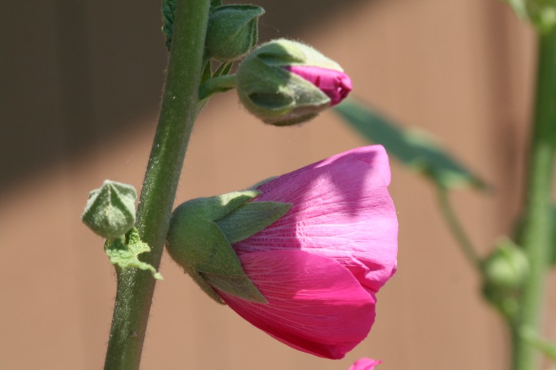 Hollyhock Buds
