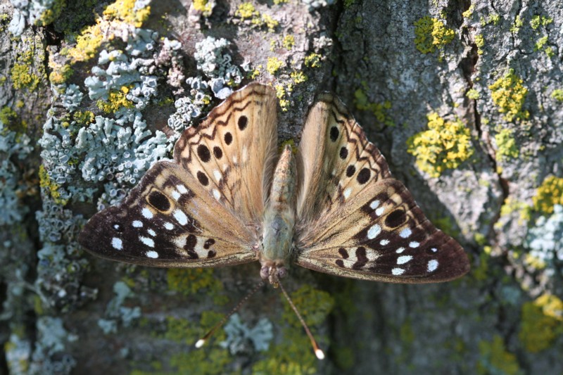 Hackberry Emperor
