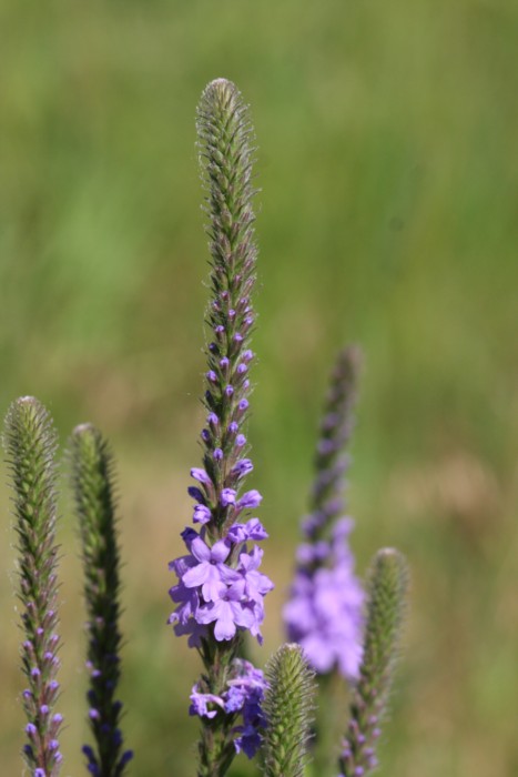 Verbena