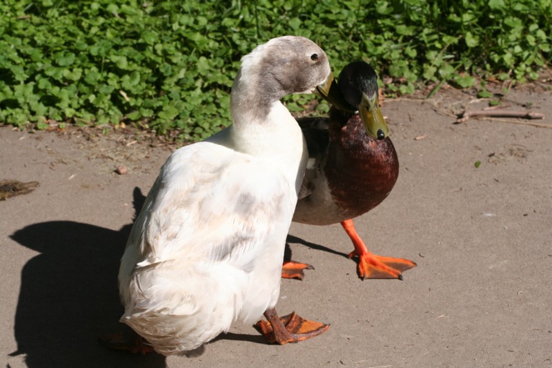 Fighting Ducks