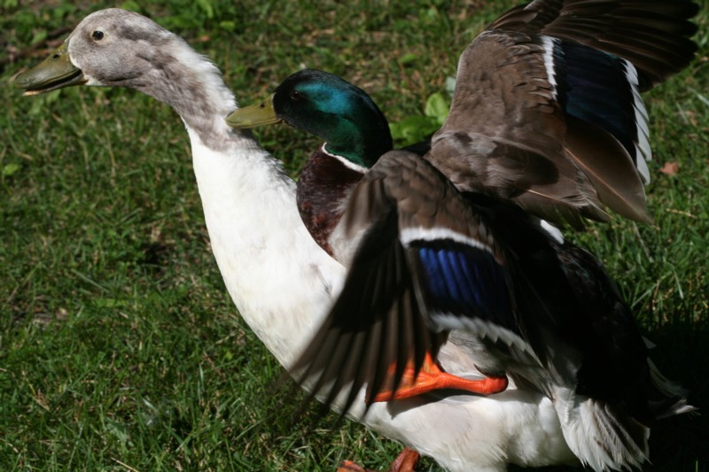 Fighting Ducks
