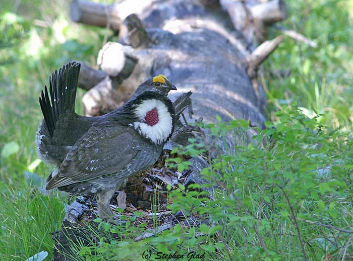 Blue Grouse - Male in courtship display