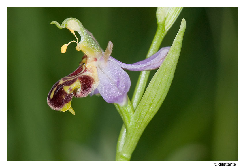 Bee Orchid side view