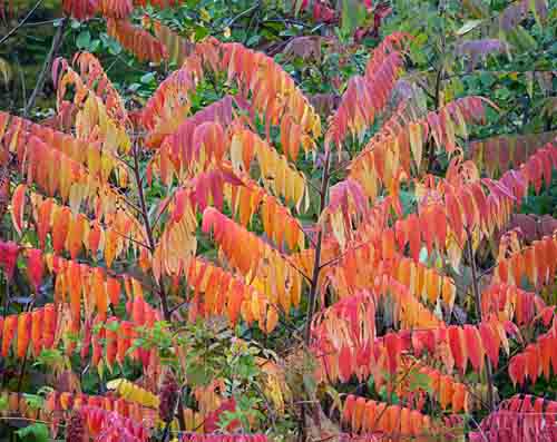 Red Ferns