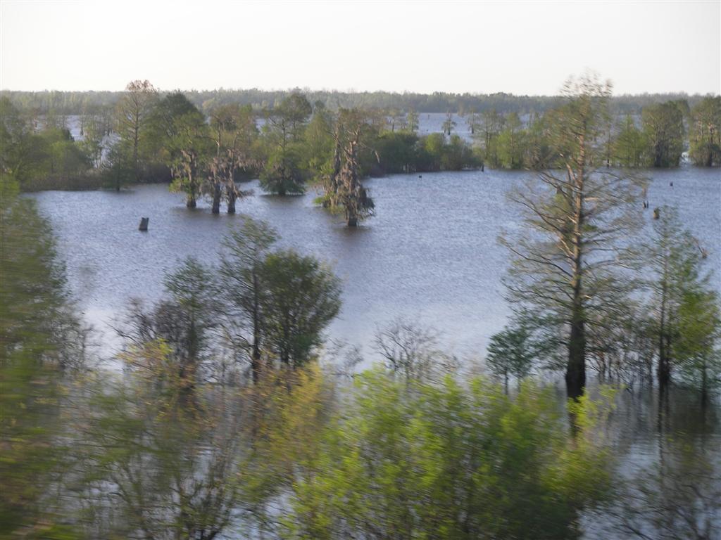 Open water - Atchafalaya Swamp