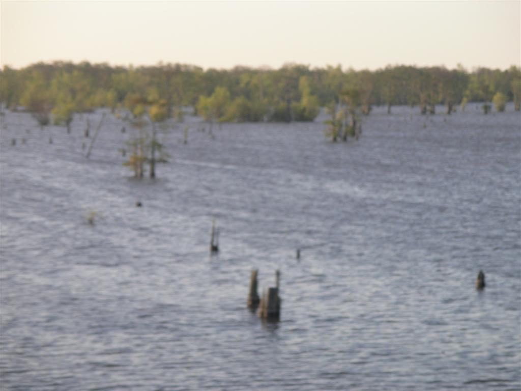 Open water - Atchafalaya Swamp