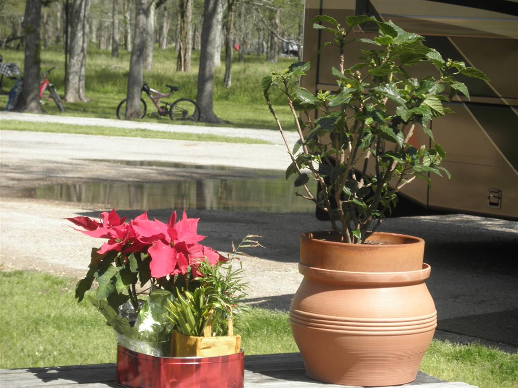my plants soaking up the sunshine