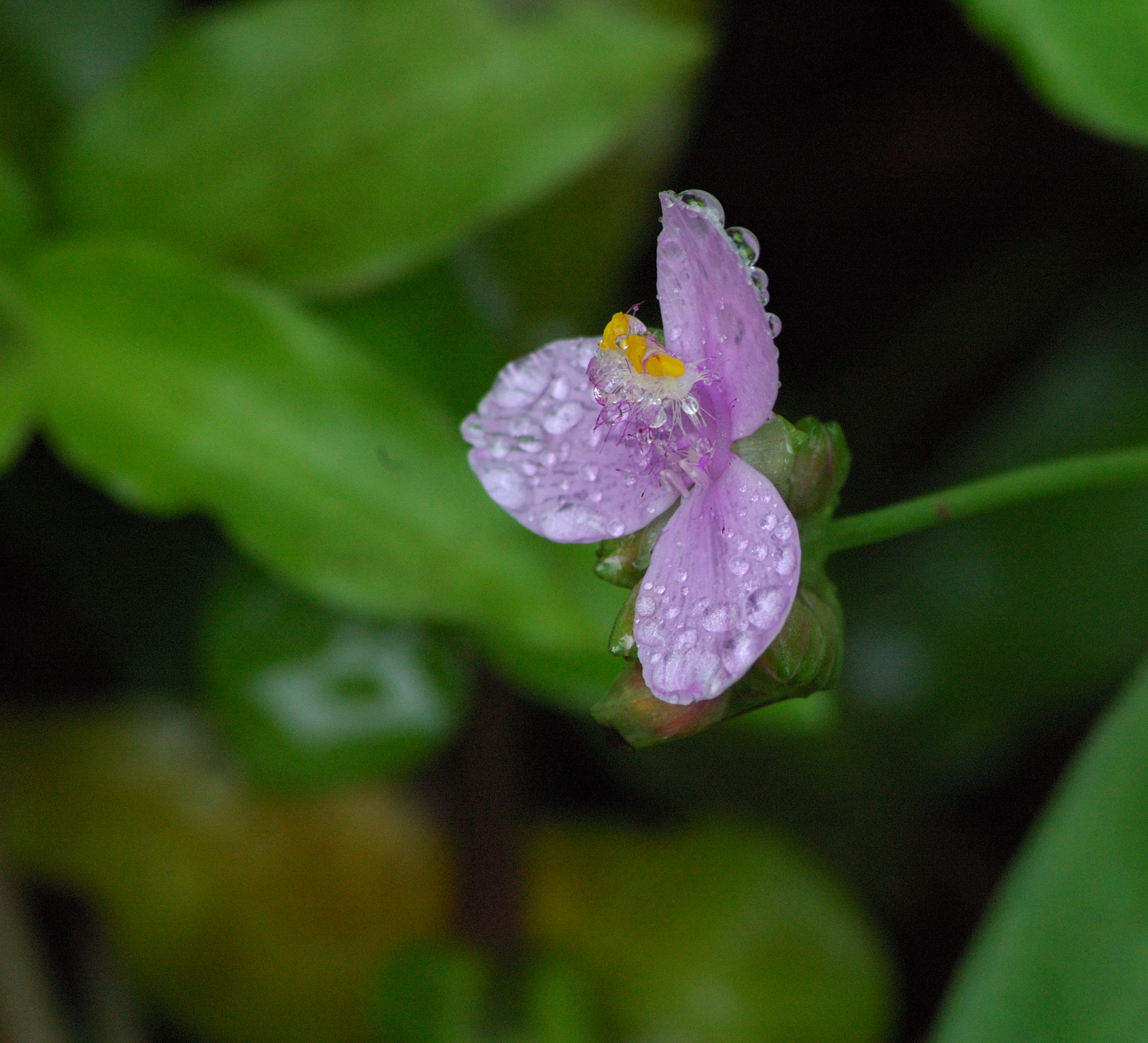 Small Flower - Iguacu Falls, Brasil