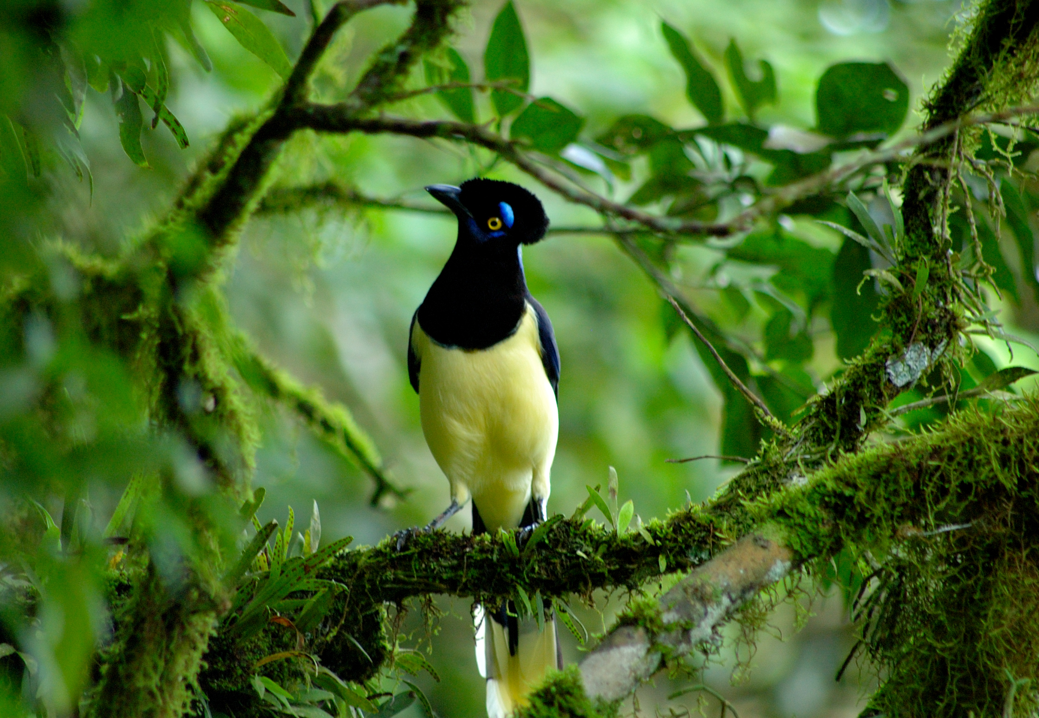 Cyanocorax chrysops - Iguacu Falls, Brazil