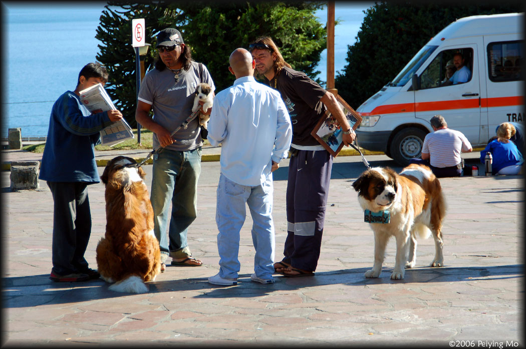 You have to pay to get a picture with the dogs even though there are many strayed dogs.