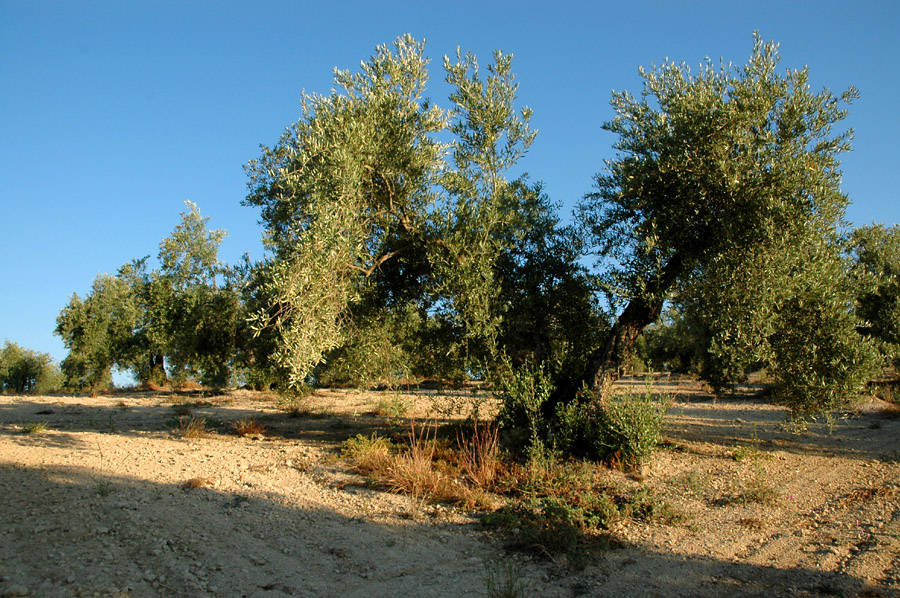 Olive tree