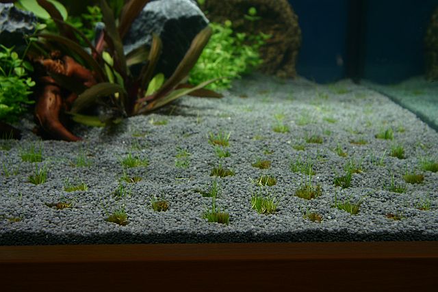 Eleocharis parvula - NEW - by Tropica