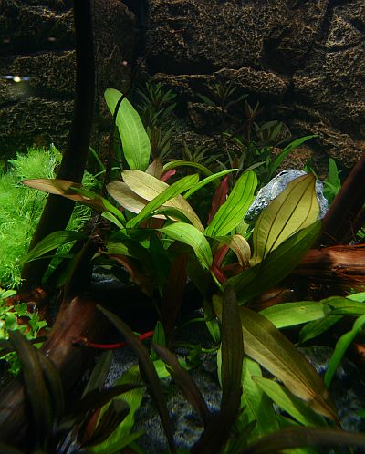 Echinodorus Red Diamond - NEW - by Tropica