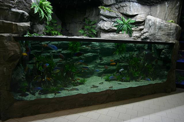 4 Meter long Malawi-Cichlid Showtank