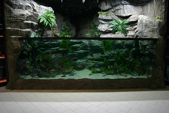 4 Meter long Malawi-Cichlid Showtank