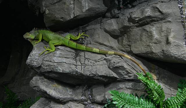 Iguana iguana