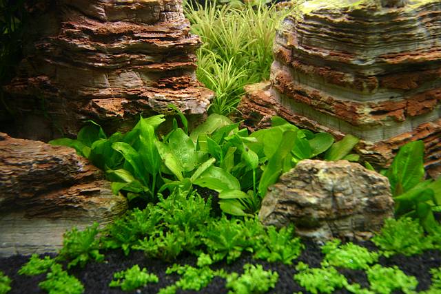 6th day - Echinodorus aquartica (NEW-Plant by Tropica)