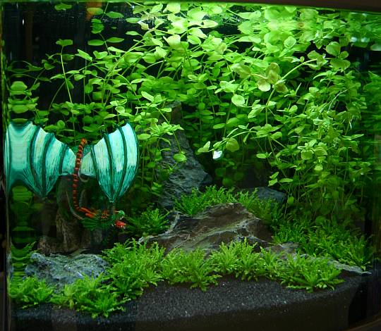 10th day after set up