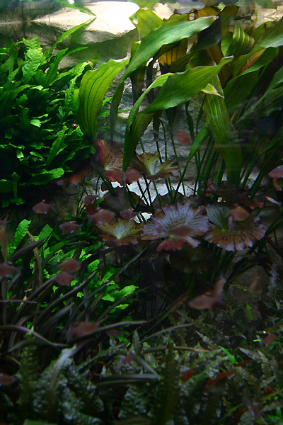 after 1 year - Nymphaea lotus (zenkeri)