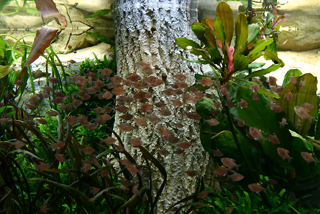 after 1 year - Bleeding Heart tetra (Hyphessobrycon erythrostigma)