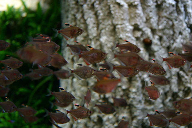 after 1 year - Bleeding Heart tetra (Hyphessobrycon erythrostigma) together in a school they behave like Piranhas.