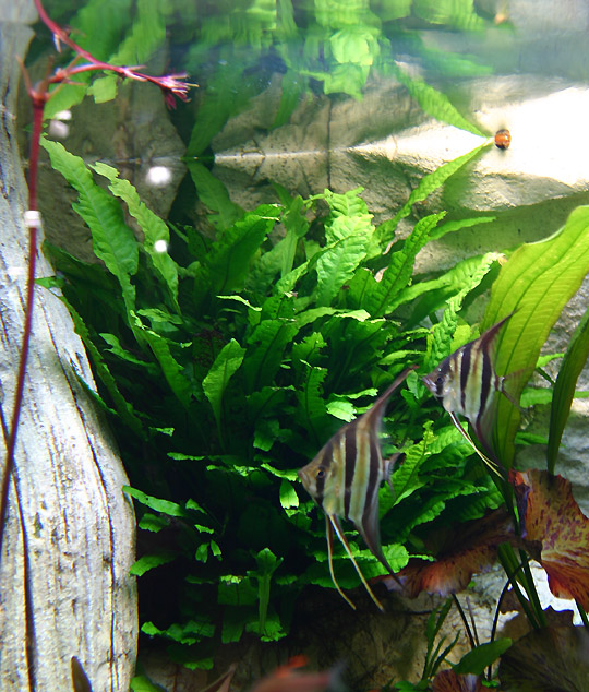 after 1 year - Microsorum petropus