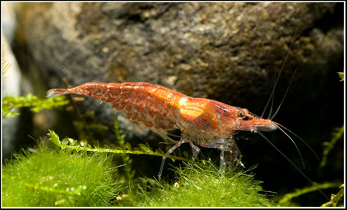 By Oliver Knott (Copyright Klle-Zoo GmbH)