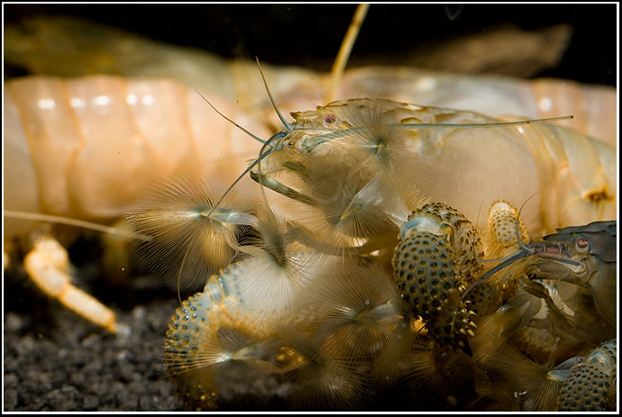 By Oliver Knott (Copyright Klle-Zoo GmbH)