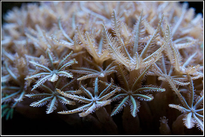 By Oliver Knott (Copyright Klle-Zoo GmbH)