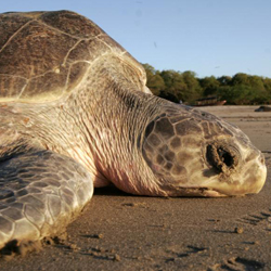 Turtles of Playa La Flor