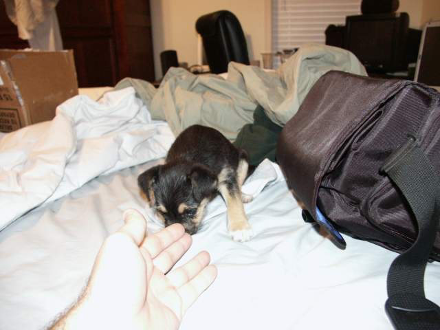 dogbitefinger2.JPG