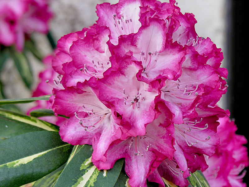 Rhododendron 88000002.jpg
