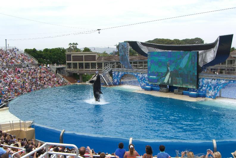 seaworld_shamu.jpg
