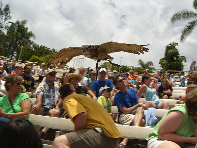 zoo_owl_show.jpg