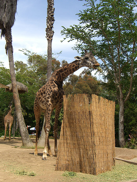 zoo_giraffe.jpg