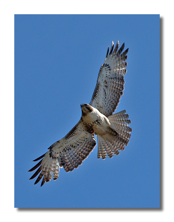 Peregrine Falcon