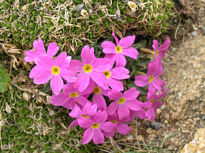 Alpine Primrose