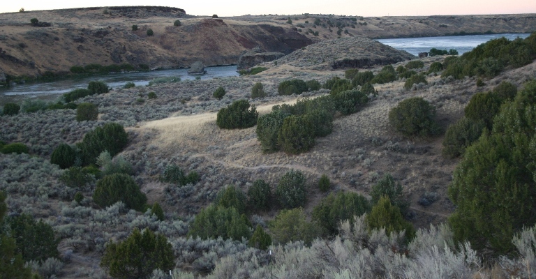 Coyotes were singing, across the river