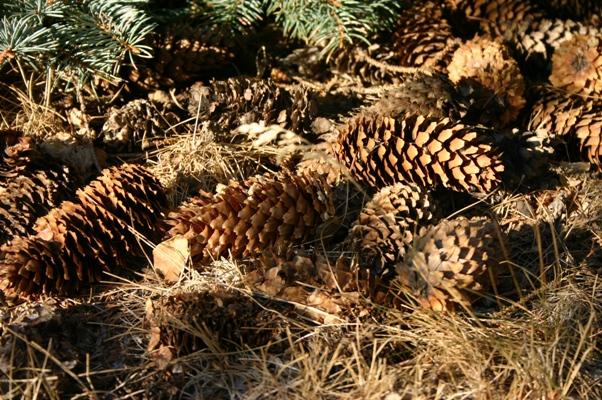 Blue Spruce Cones